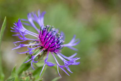 Close-up of purple flowering plant