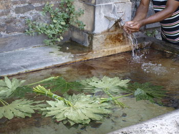 Midsection of woman with plants in water