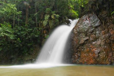 Scenic view of waterfall in forest