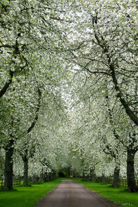 Road amidst trees and plants