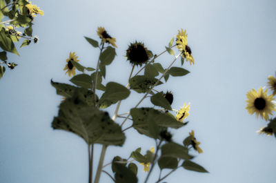 Low angle view of flowering plant against clear sky