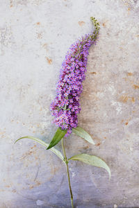 Close-up of purple flowering plant against wall