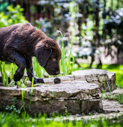 Squirrel standing on rock