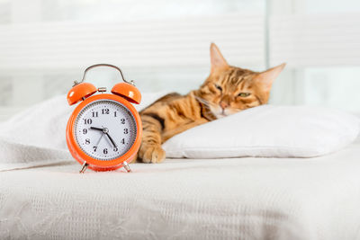 A beautiful red cat is resting on a pillow. sleeping bengal cat.