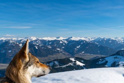 Dog on snow covered mountain against sky