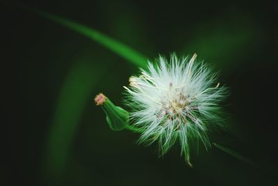 Close-up of flower at night