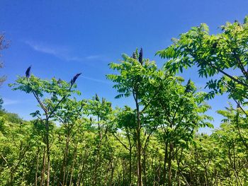 Low angle view of coconut palm trees against blue sky