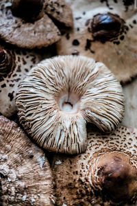 Close-up of mushrooms growing on tree trunk