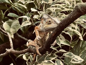 Close-up of a lizard on tree