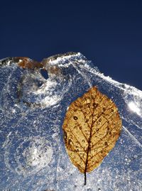 Frozen leaf under spring sun light.