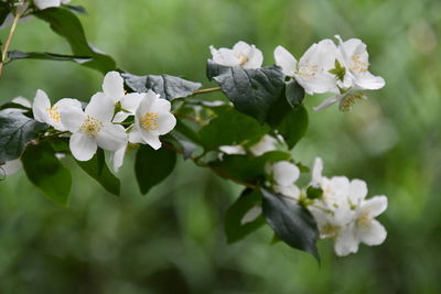Close-up of white flowering plant