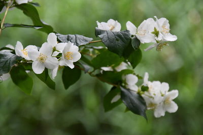 Philadelphus coronarius