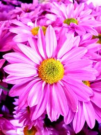 Close-up of pink flowering plants