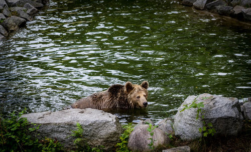 Bear on rock in lake