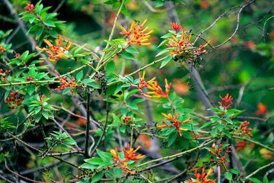 Close-up of leaves against blurred background