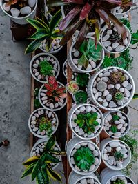 High angle view of potted plants for sale