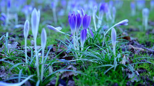 Close-up of crocus blooming on field