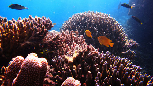 Fish swimming by coral in sea