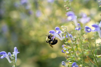 Close-up of bee on purple flower