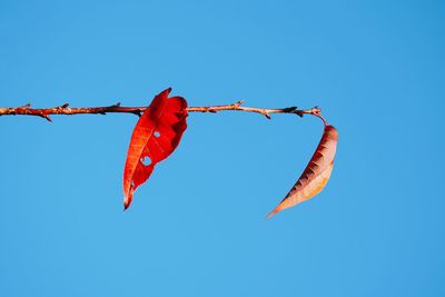 Low angle view of fruits hanging against clear blue sky