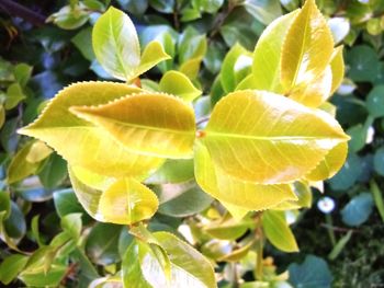Close-up of leaves
