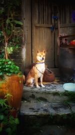 Portrait of a dog sitting outdoors