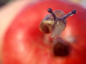 Close-up of insect perching on red