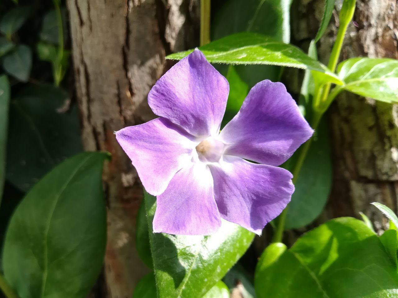 plant, beauty in nature, flowering plant, freshness, flower, growth, petal, vulnerability, fragility, close-up, inflorescence, flower head, plant part, leaf, purple, nature, day, no people, outdoors