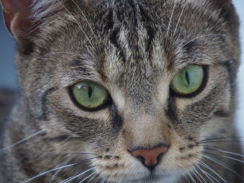 Close-up of cat