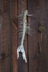 Close-up of old wooden wall and fishbone