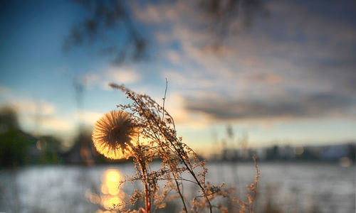 Close-up of flowers against calm lake