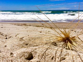 Close-up of tumbleweed at beach
