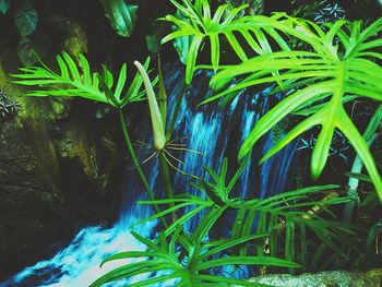 Plant growing in water