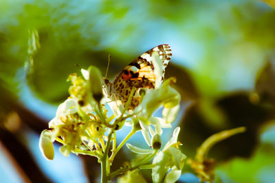 Close-up of butterfly pollinating on flower