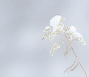 Low angle view of white flowers