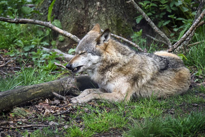 Dog relaxing on tree trunk