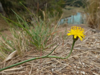 Close-up of yellow crocus blooming on field