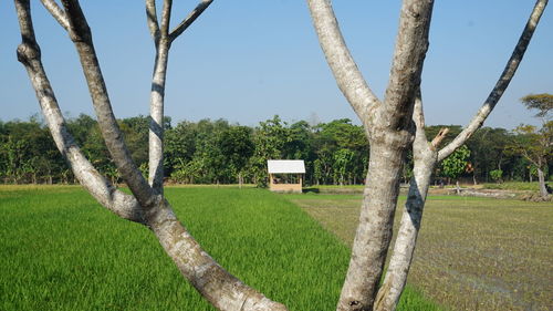 Trees on field against sky