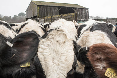 Cows at farm