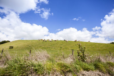 Cows grazing on field against sky