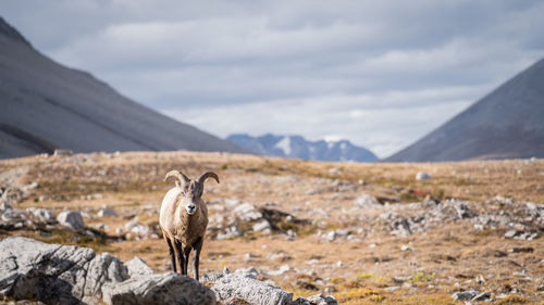 Female bighorn sheep curiously exploring photographer from close distance, jasper n.park, canada