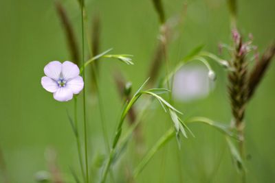 Close-up of flowering plant