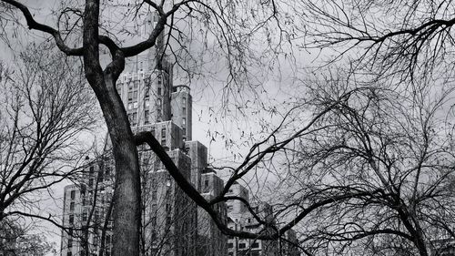 Low angle view of bare trees against sky