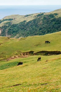 View of sheep grazing in field