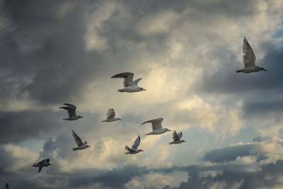 Low angle view of birds flying in sky