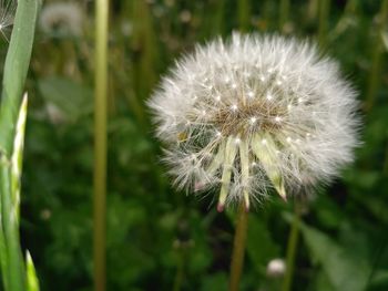 Close-up of dandelion