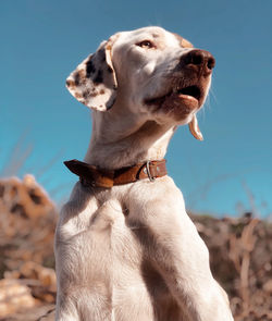 Close-up of a dog looking away