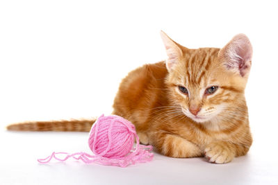 Close-up portrait of a cat