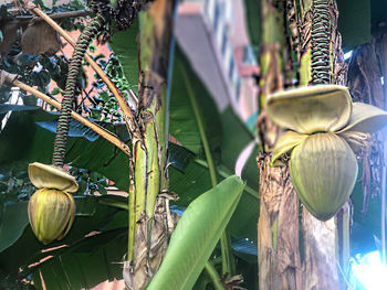 Close-up of flowering plants hanging outdoors