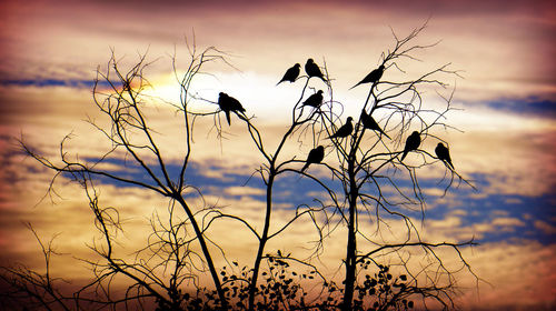 Low angle view of bare trees against sky